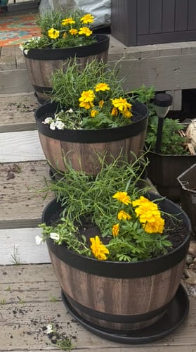 Customer photo review of Lavender Phenomenal 1 Gallon