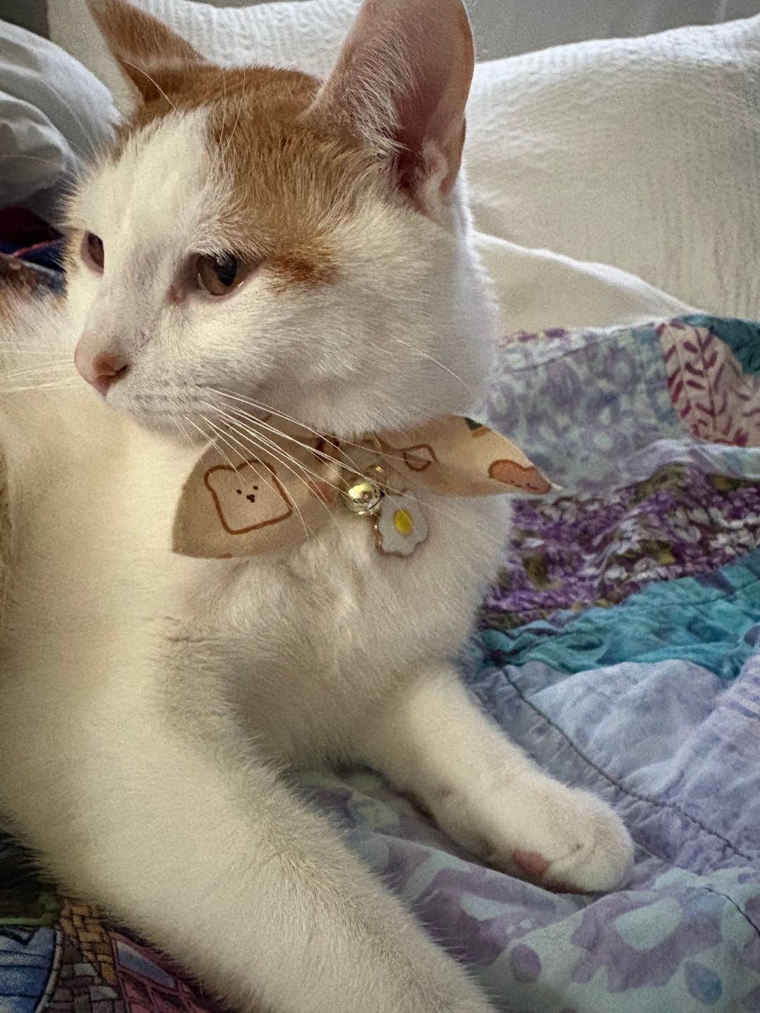 Customer photo review of Egg and Toast Cat Collar with Charm