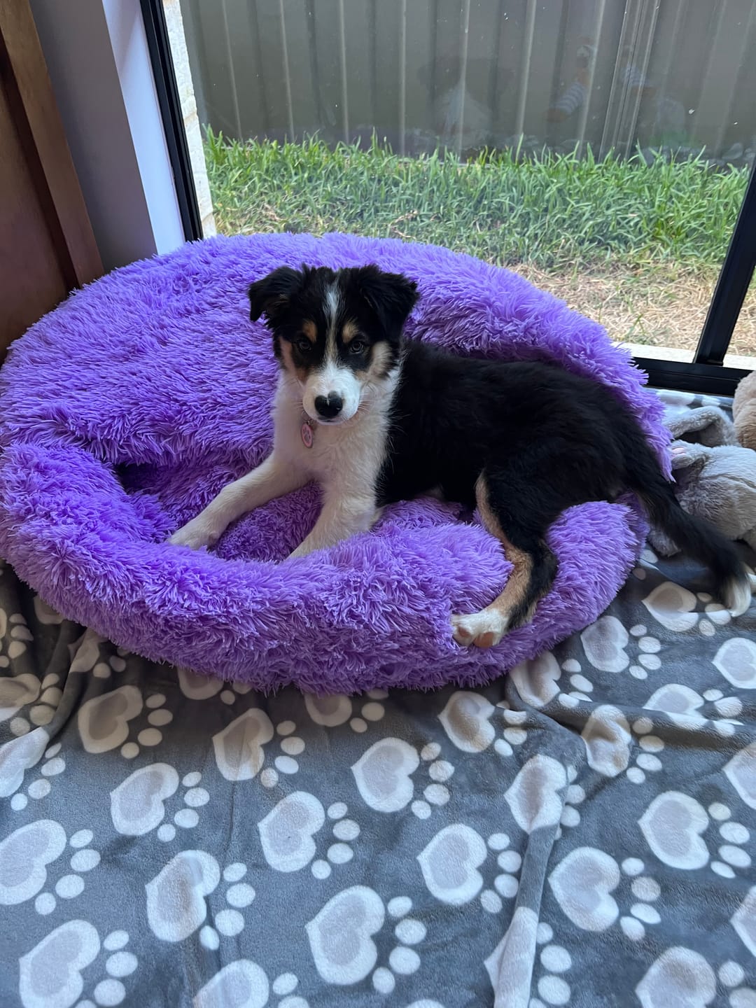 Customer photo review of Oodle-Doo Burrow Bed