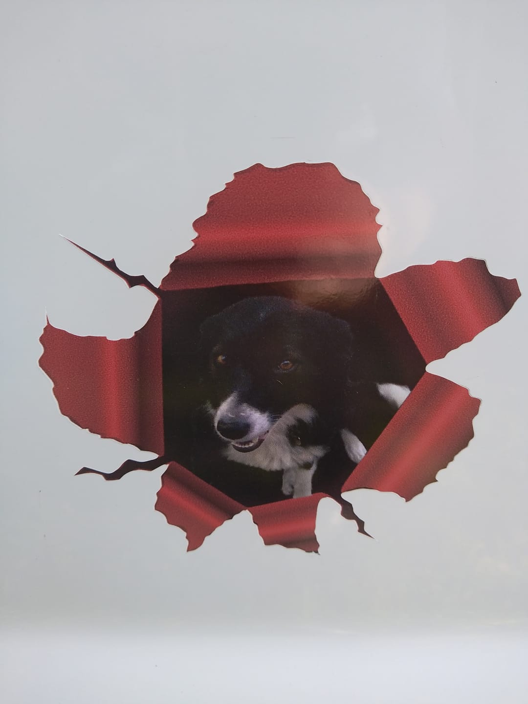 Customer photo review of Photo animal curieux - Autocollant pour voiture personnalisé
