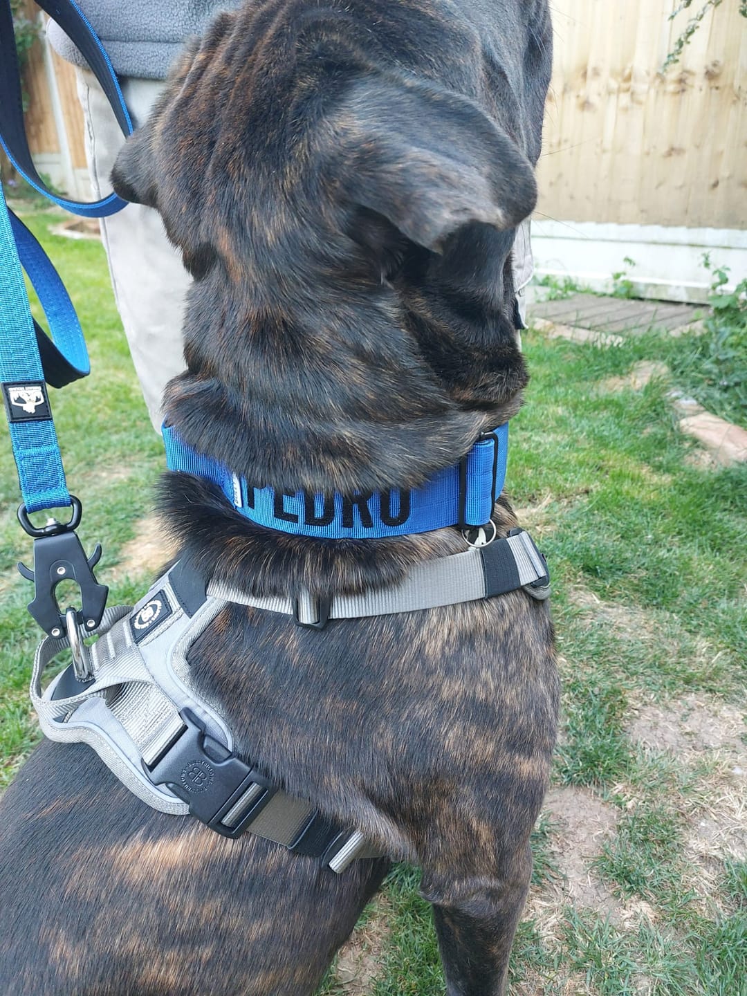 Customer photo review of Matching Blue 6' Bully Proof Leash