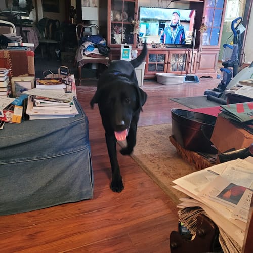 Customer photo review of Canine NutriGreens