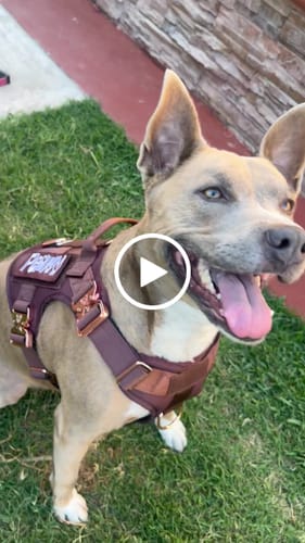 Customer video review of HNTR 3.0 Dog Harness - Chocolate