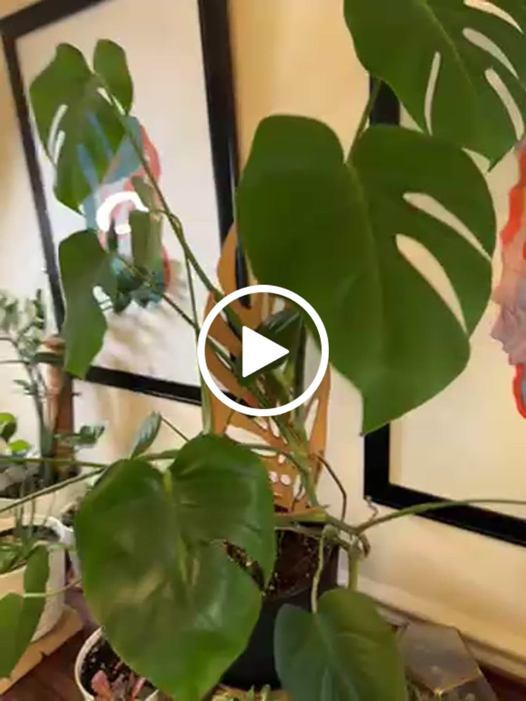 Customer video review of Monstrella - Plant trellis inspired by the Monstera Leaf