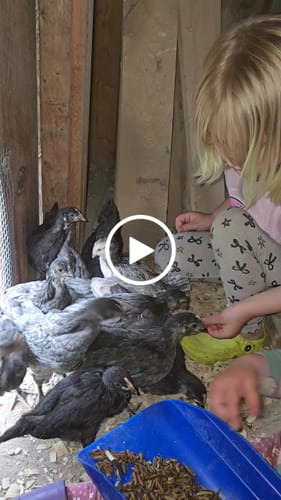 Customer video review of GrubTerra Dried Black Soldier Fly Larvae 10lb FREE