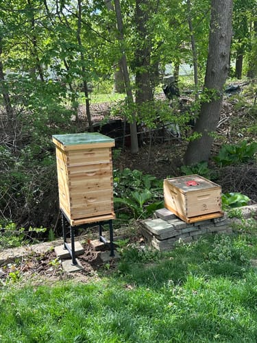 Customer photo review of BeeCastle Logo Free 10 Frame 3 Layer Beehive:Complete Cedar Wood Bee Hive with Beeswax Coated Plastic Foundation and Wooden Frames. Unassembled Hive Includes 2 Deep Boxes and 1 Medium Box for an Organic Beekeeping Journey