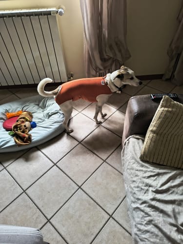 Customer photo review of Body Castrazione cane maschio