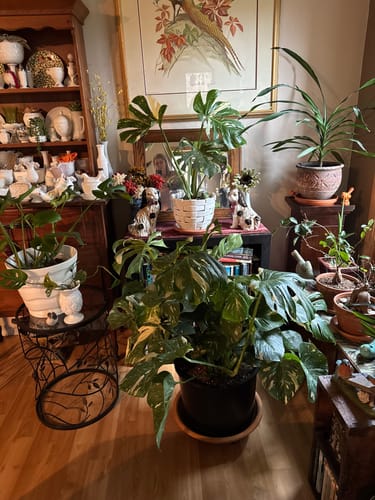 Customer photo review of Houseplant Pest Spray