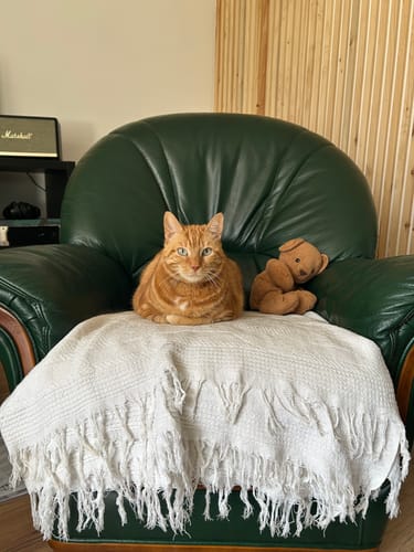 Avis photo d'un client sur Croquettes Chat Stérilisé Sans Céréales - Poulet