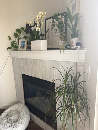 Customer photo review of Plant Food