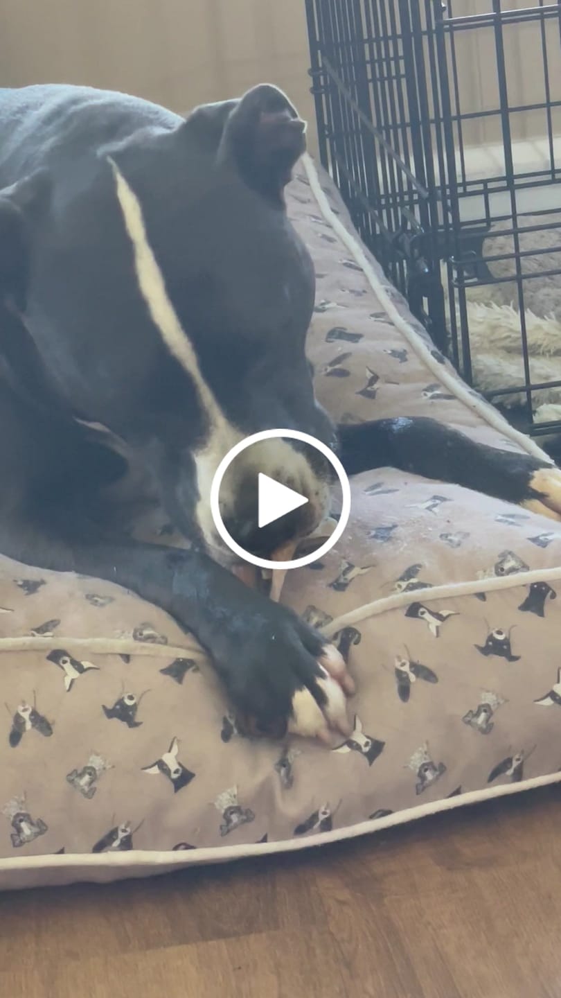Customer video review of Beef Cheek Sticks