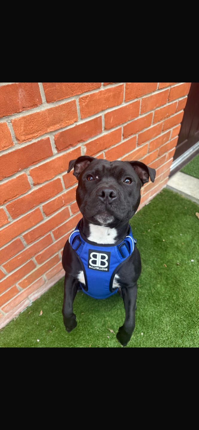 Customer photo review of Comfort Premium Harness | Non Restrictive - Blue