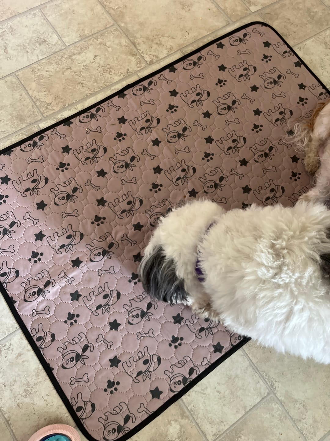 Customer photo review of Fästinghalsband för både hund & katt