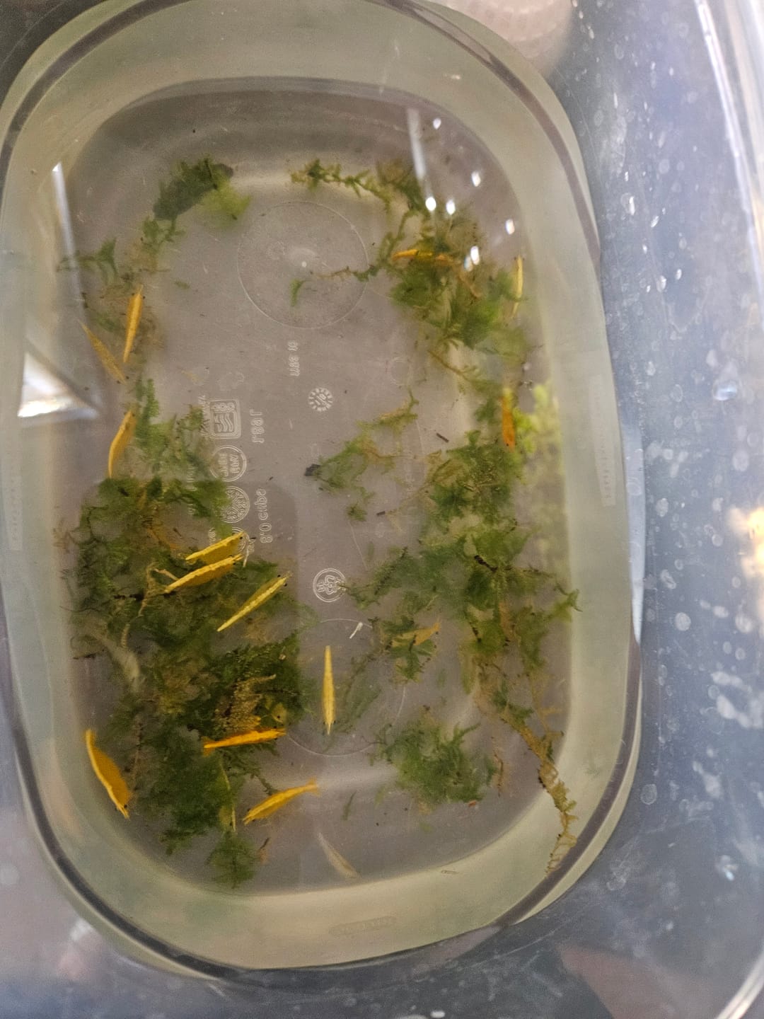 Customer photo review of Neon Yellow Shrimp "NEW"