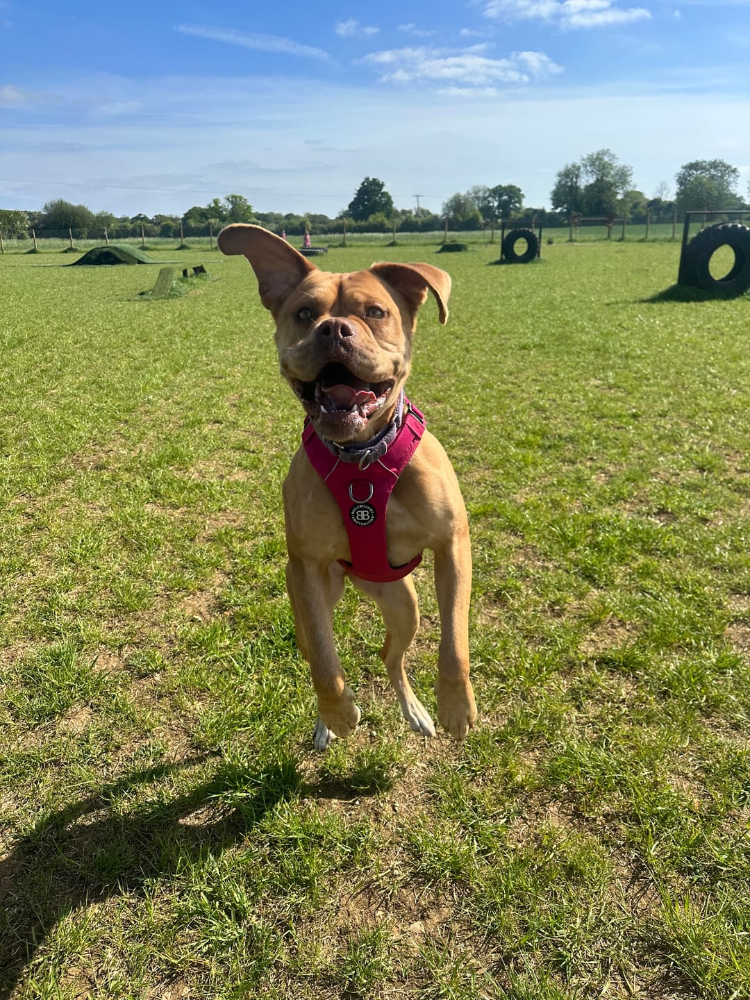 Customer photo review of Air Harness | Anti-Pull & With Handle - Carminerose
