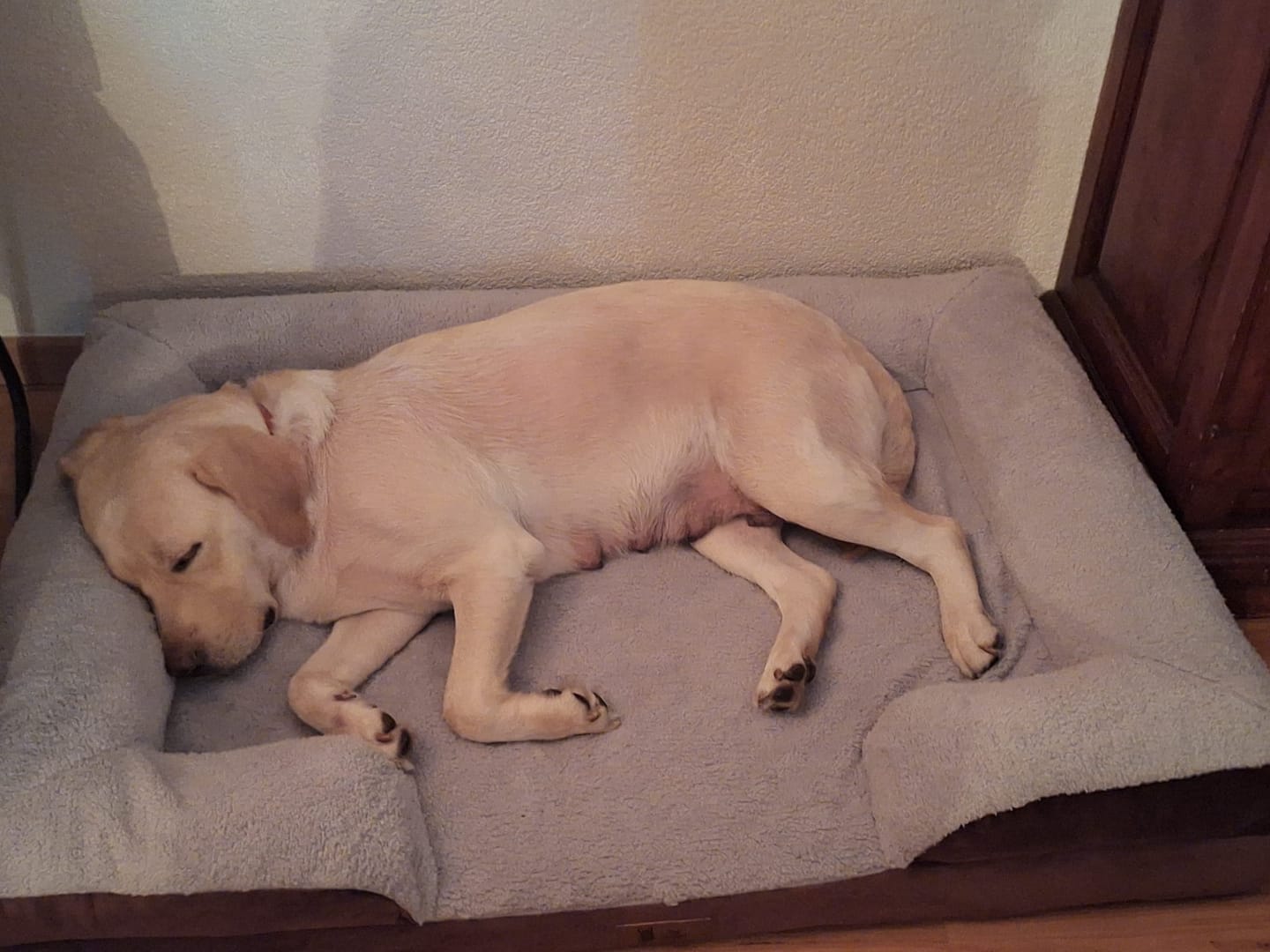 Customer photo review of Pet Perfect Orthopedische Hondenmand