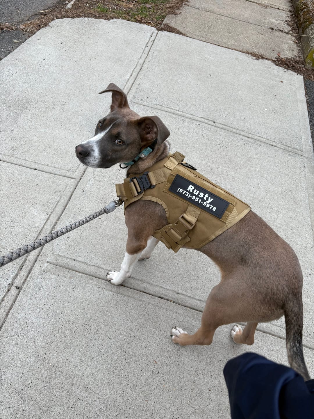 Customer photo review of Tactical No Pull Dog Harness v2