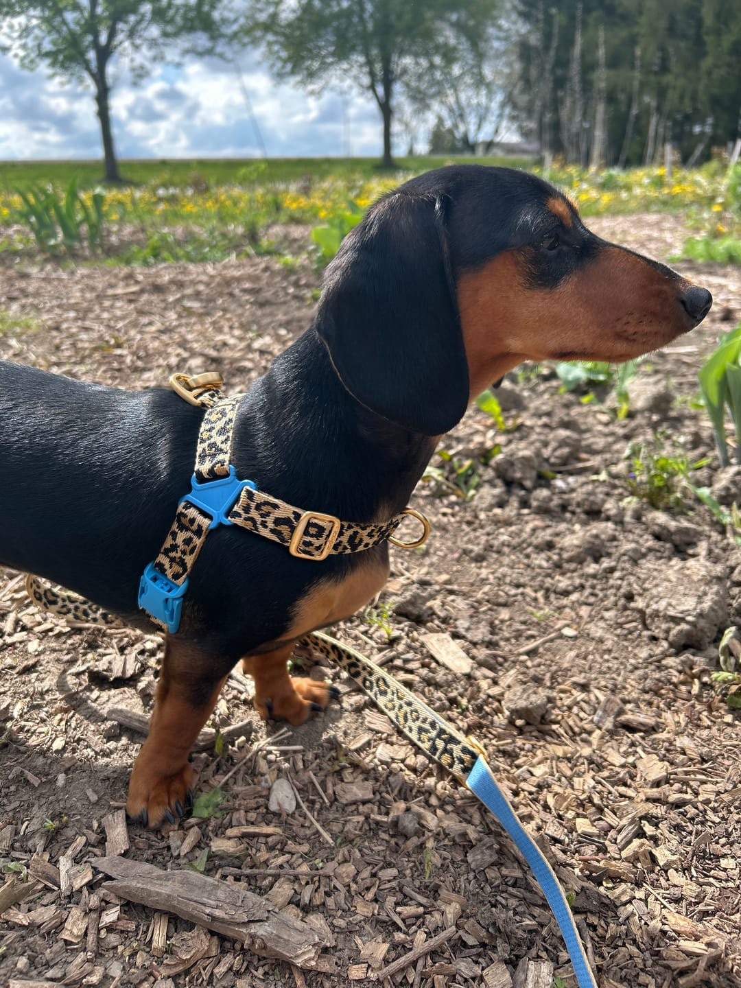 Customer photo review of No-Pull Harness (Leopard)
