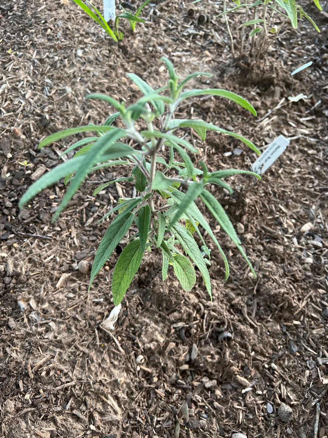 Customer photo review of Mexican Bush Sage