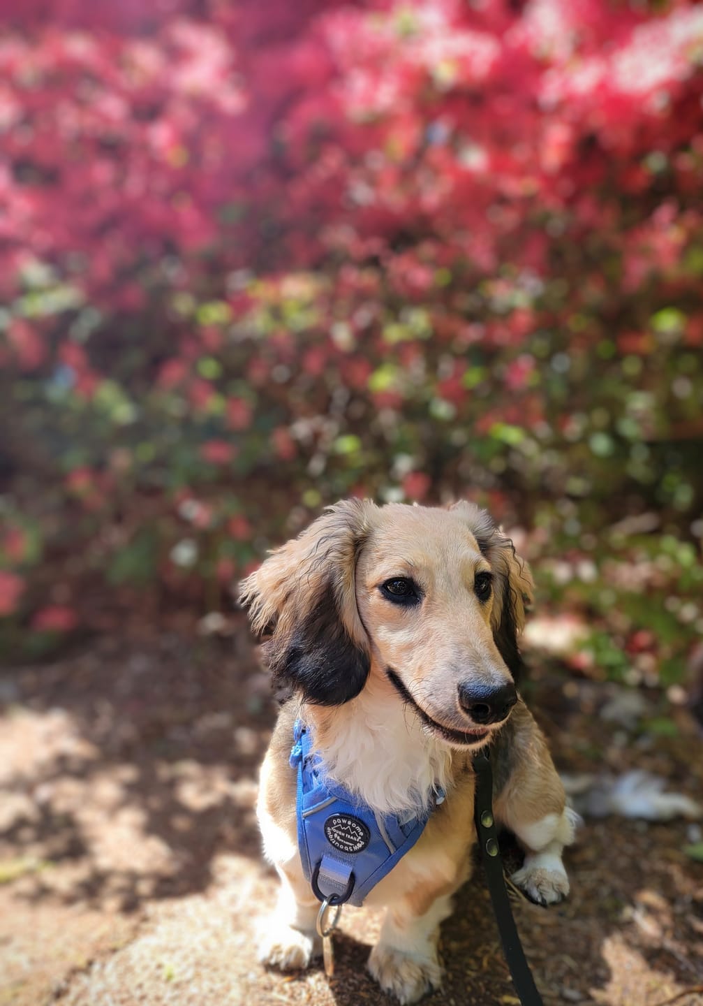 Customer photo review of Tough Trails™ Harness - Walkies Ready® Cornflower Blue