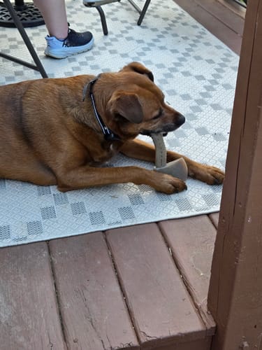 Customer photo review of Nylon-Woodfilled Chew Toys - USA Made