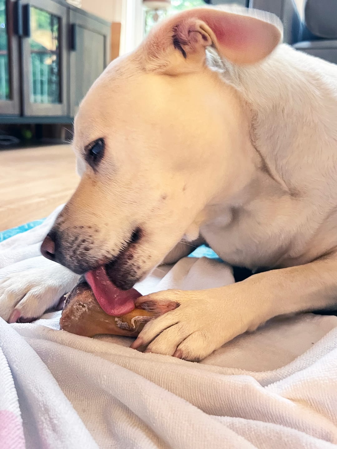 Customer photo review of Ostrich Knuckle (Medium – 4" x 3"): The Perfect Chew for Small to Medium Dogs & Sensitive Stomachs