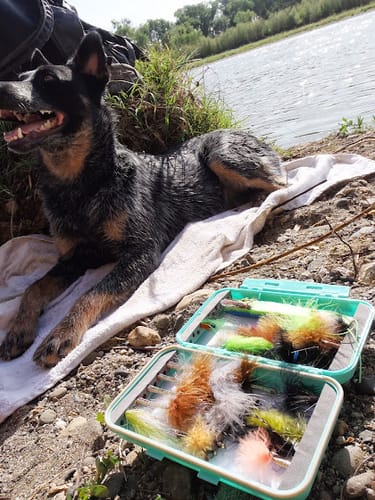 Customer photo review of DE-01™ Dental Dogbiotic