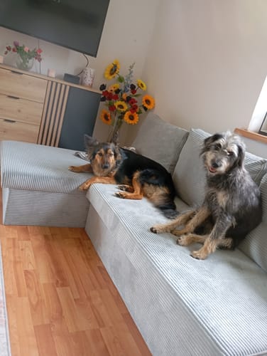 Customer photo review of Narożnik NEO BS sztruks