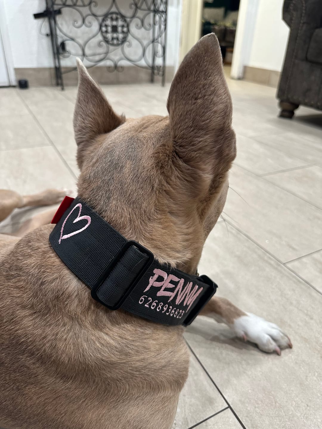 Customer photo review of 2" Tactik Dog Collar - Black