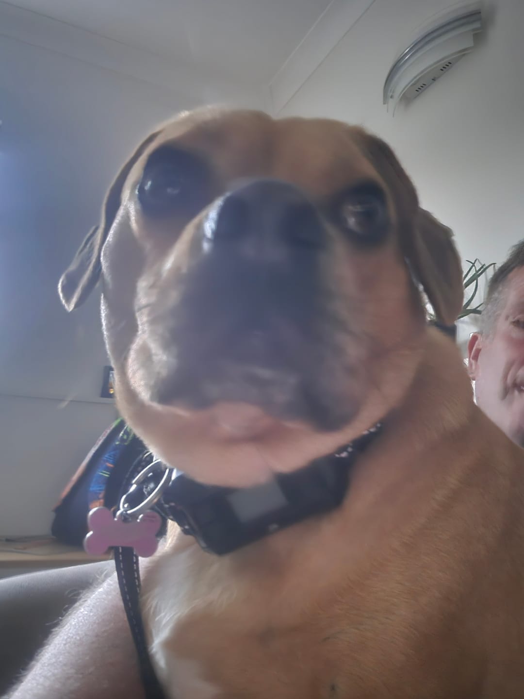 Customer photo review of GPS Dog Fence F8 | for Small, Medium and Large dogs