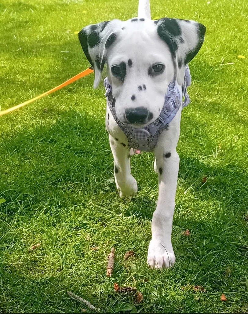 Customer photo review of Disney© Tough Trails™ Harness - Bambi + Friends Lilac