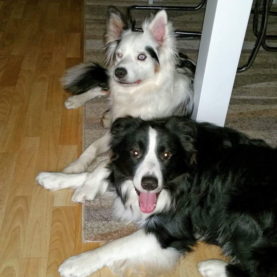 Customer photo review of Tierisches Wasserfarben Hunde Portrait