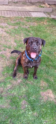 Customer photo review of Blue Bully Proof Collar