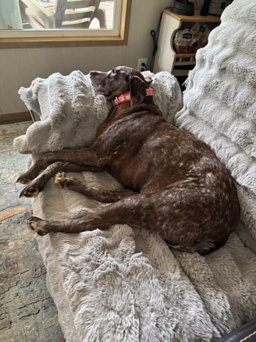 Customer photo review of Petsmont Buddy Guard Large Dog