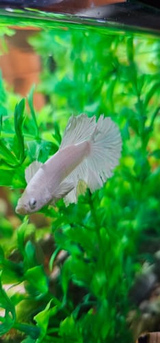 Customer photo review of Super White Dumbo Ear Halfmoon Male Betta Fish