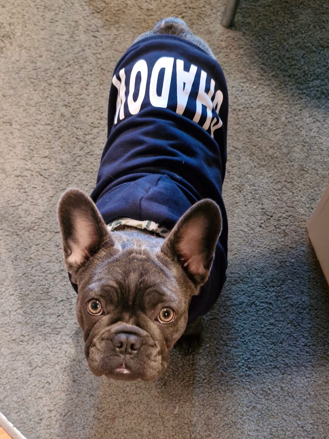 Customer photo review of Hoodie - Henry Dark Navy