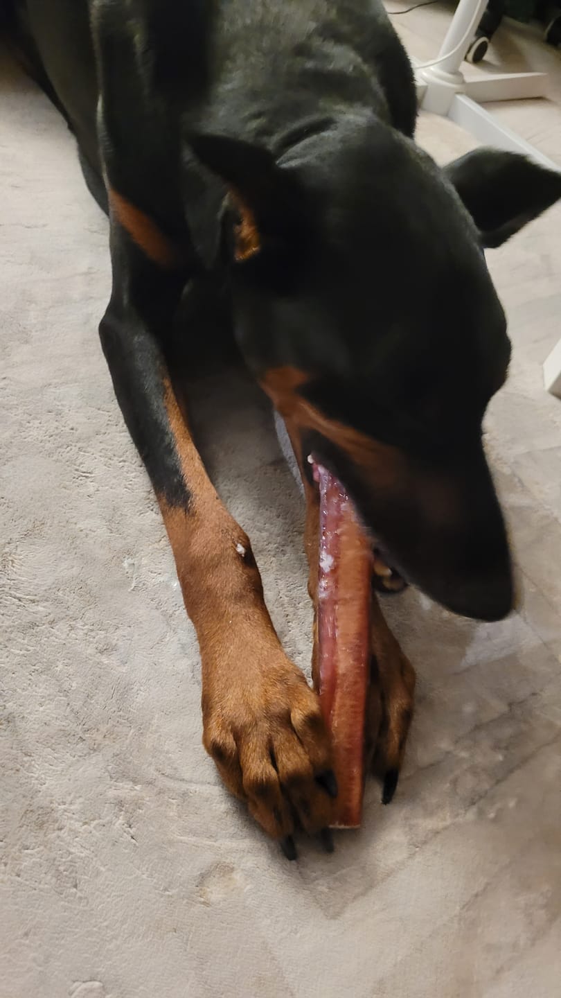 Customer photo review of 12 Inch Mega Monster Bully Stick (LIMITED)