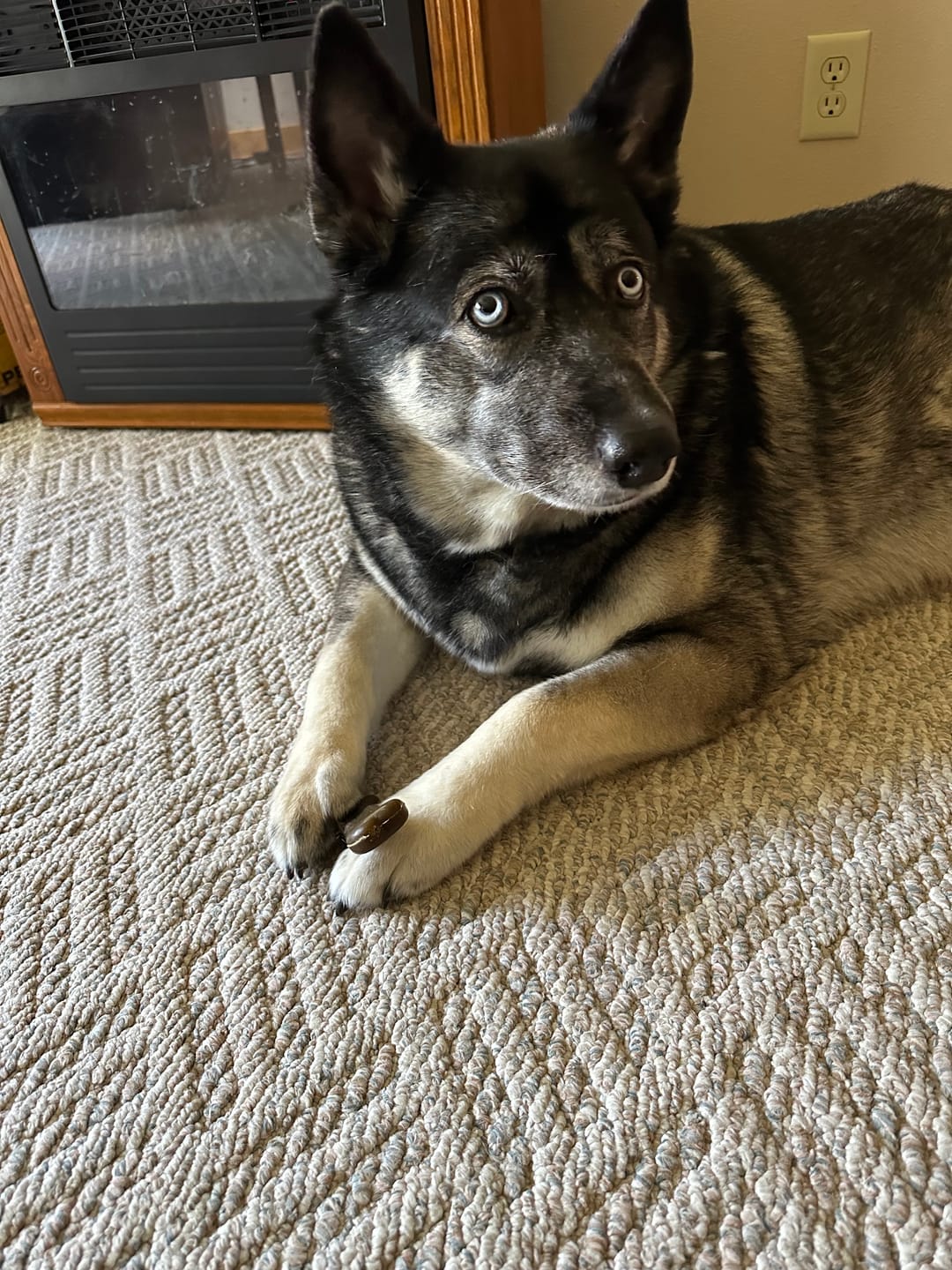 Customer photo review of Earthbones Dental Chews For Dogs