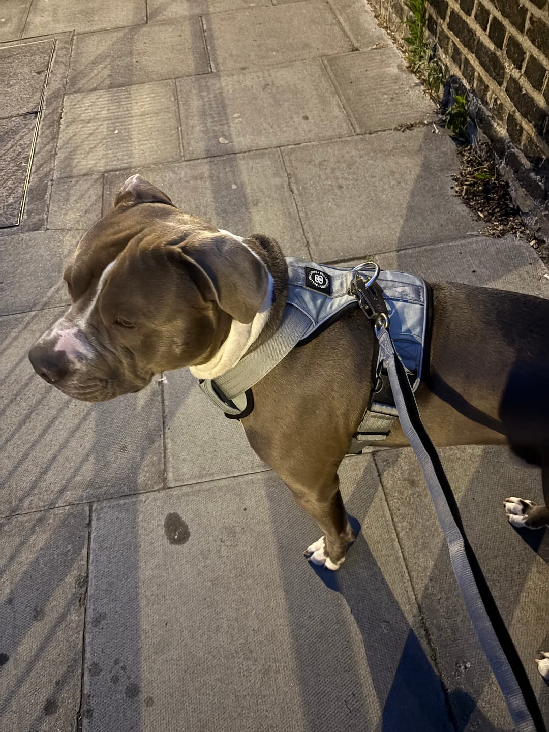Customer photo review of Comfort Premium Harness | Non Restrictive - Metal Grey