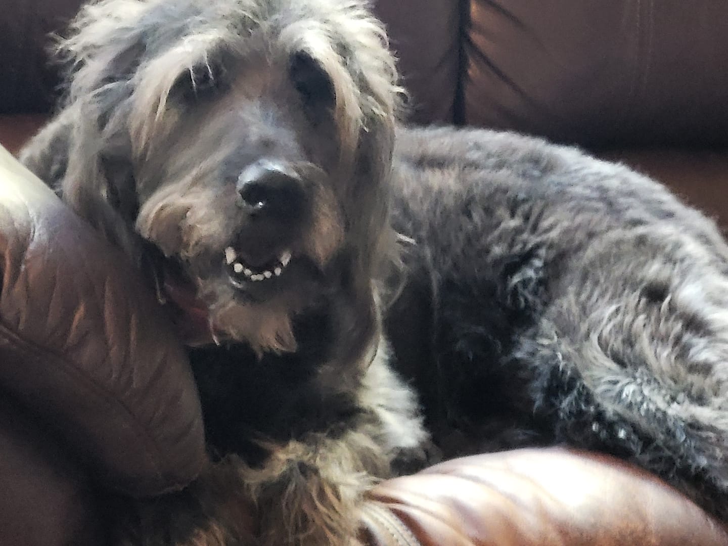 Customer photo review of Chicken Feet for Dogs