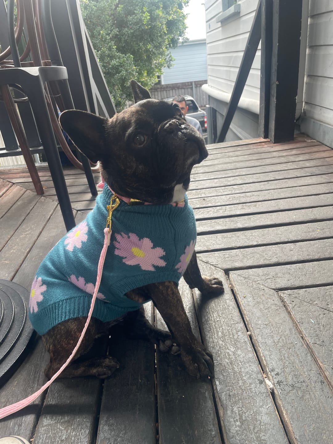 Customer photo review of Flower Knit Dog Sweater