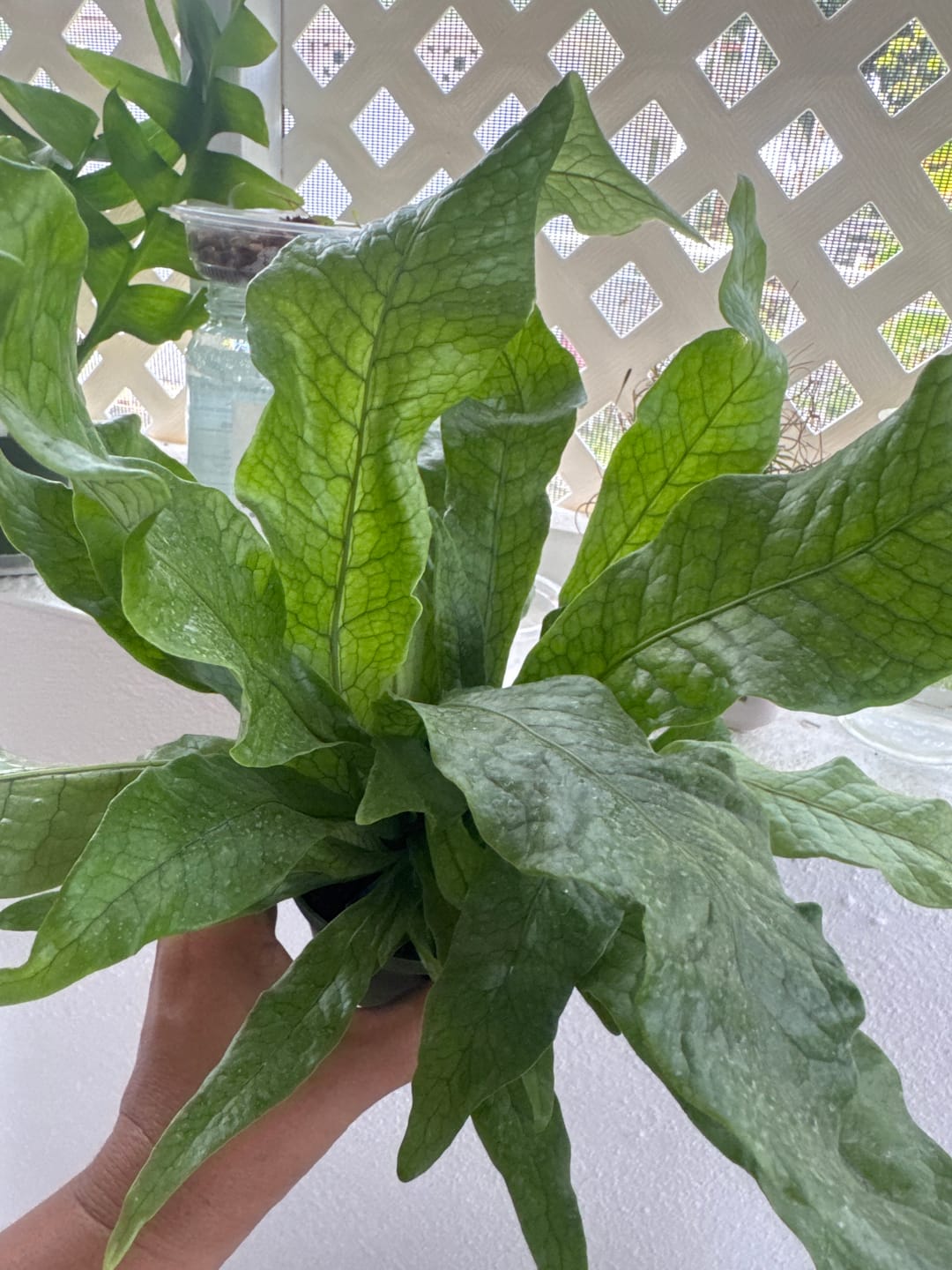 Customer photo review of Fern Microsorum musifolium 'Crocodyllus' "Crocodile"