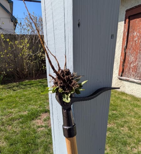 Customer photo review of GardenMate™ - Stand Up Weeder