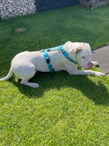 Customer photo review of LIMITED EDITION Y Harness Ice | AnnyX