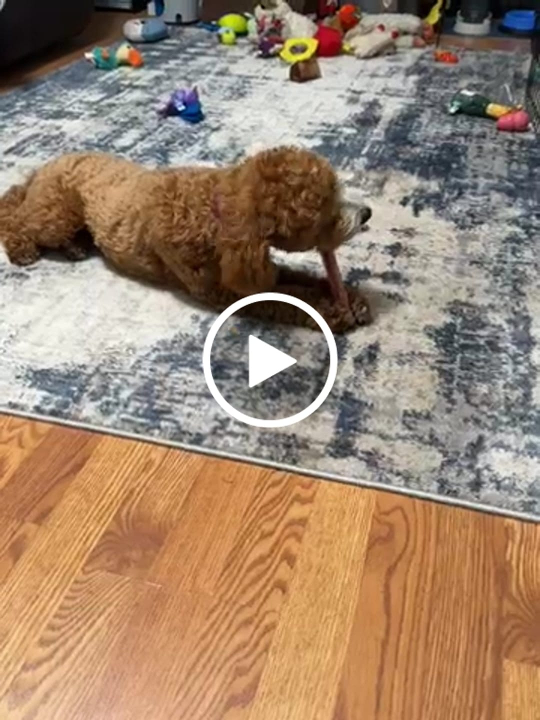 Customer video review of Regular Bully Sticks