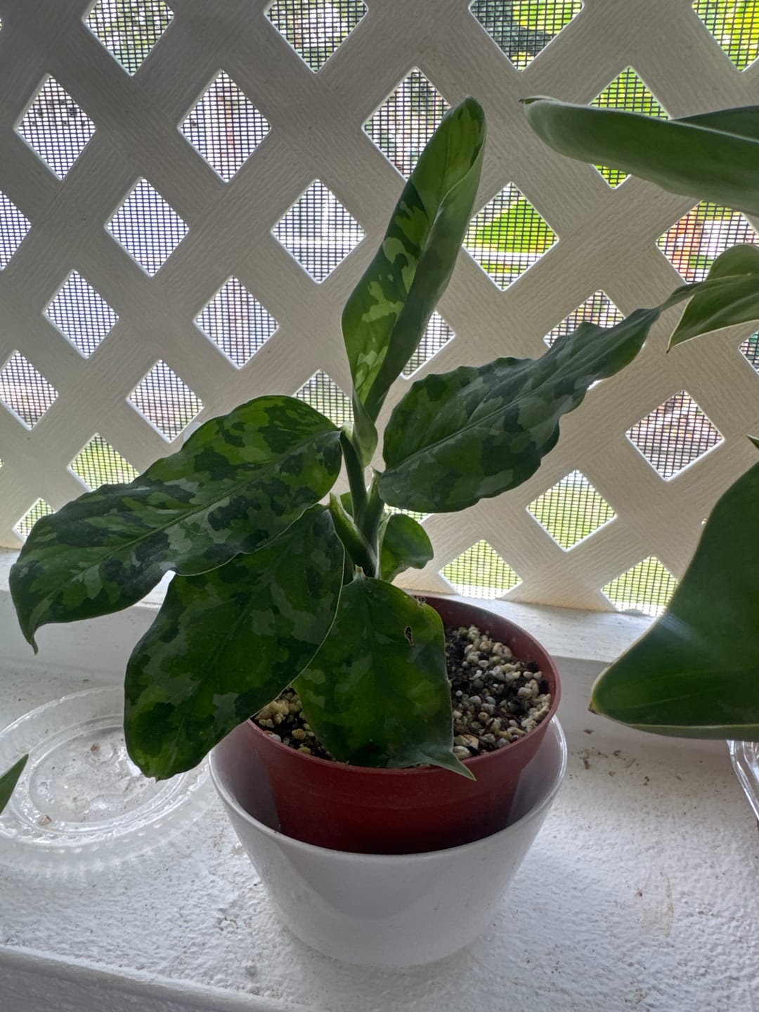 Customer photo review of Aglaonema pictum tricolor
