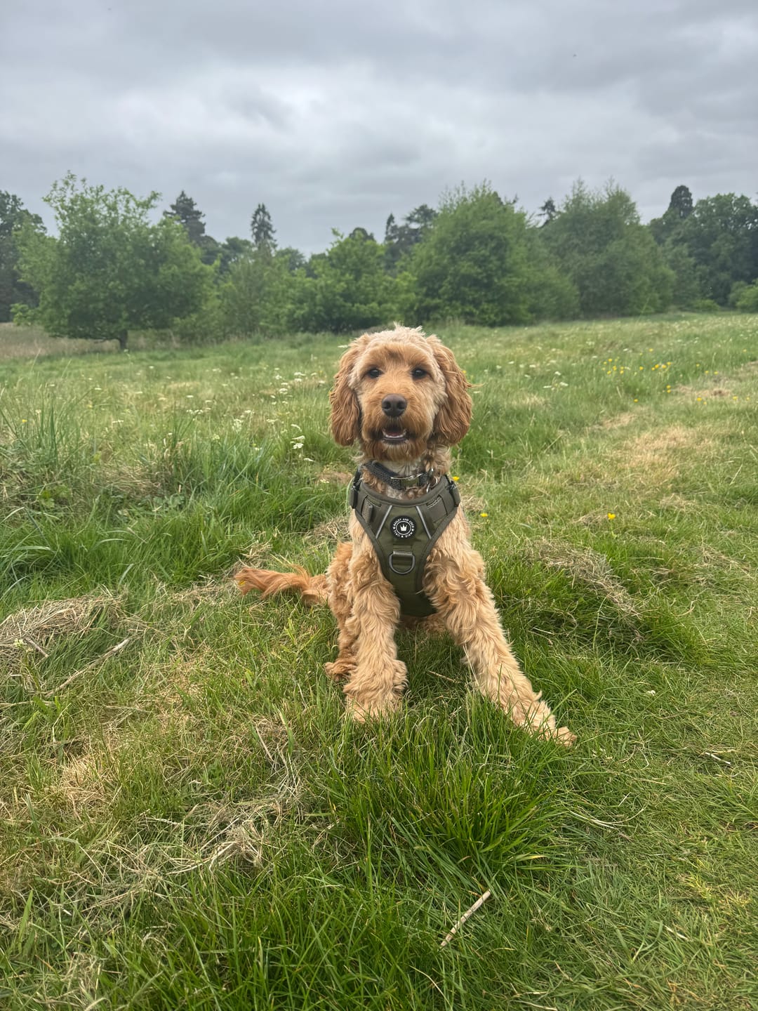 Customer photo review of Trail & Glow® Dog Harness - The Khaki One