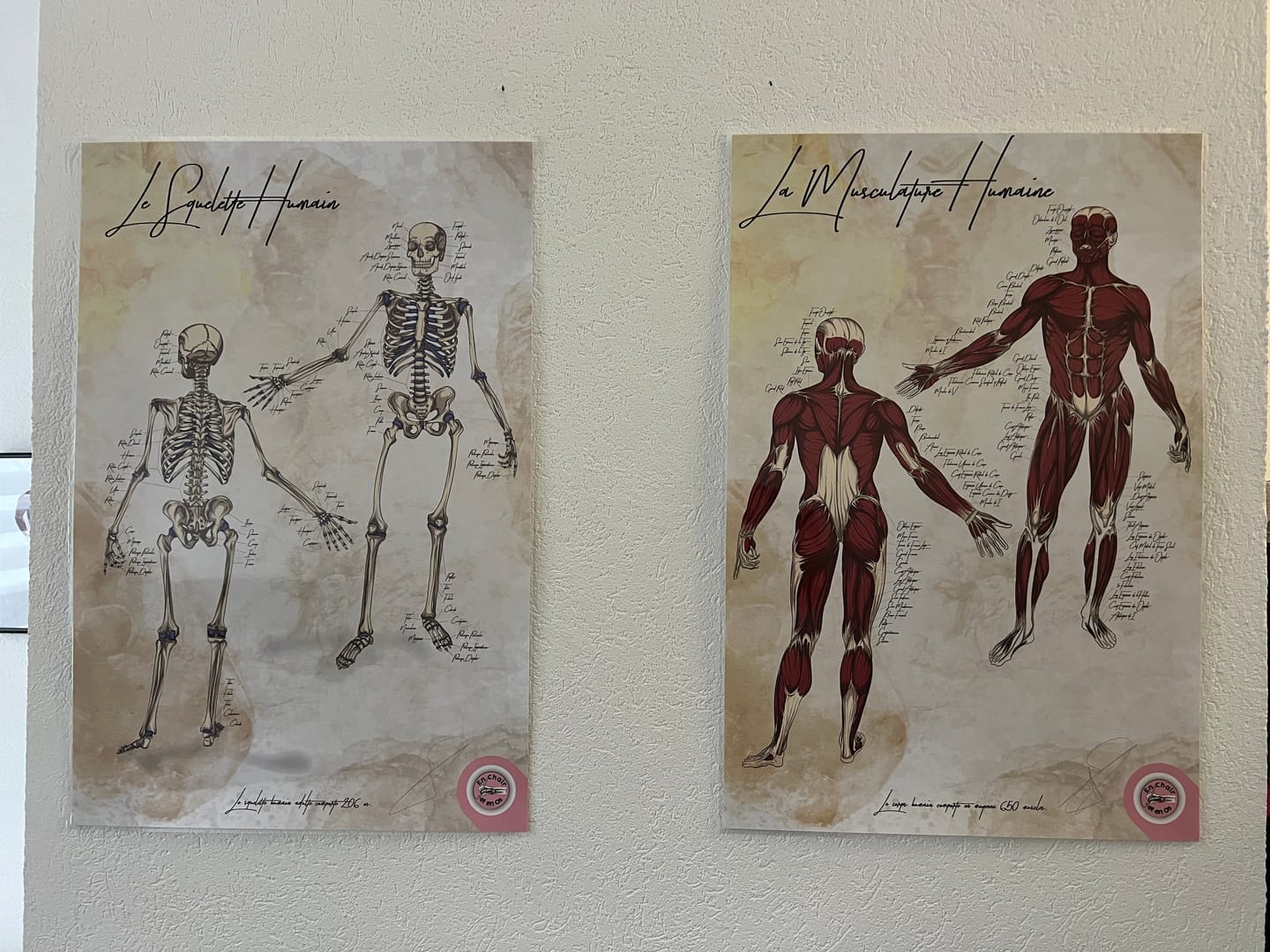 Customer photo review of Pack planches anatomiques basiques