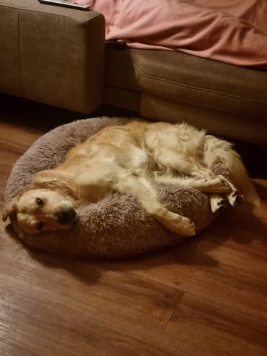 undefined review of Puppery Hundebett Wolke 7 - Das Original image 1 out of 1