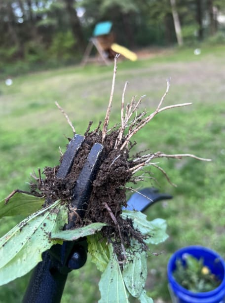 Customer photo review of GardenMate™ - Stand Up Weeder